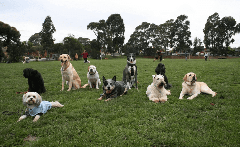 Service Provider of Advanced Dog Training in New Delhi, Delhi, India.