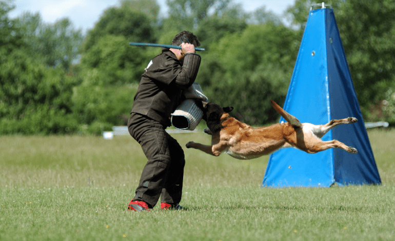 Manufacturer, Exporter, Importer, Supplier, Wholesaler, Retailer, Trader of Dog Guard Training in New Delhi, Delhi, India.