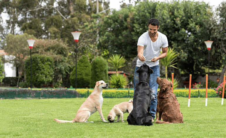 Service Provider of Dog Obedience Training in New Delhi, Delhi, India.