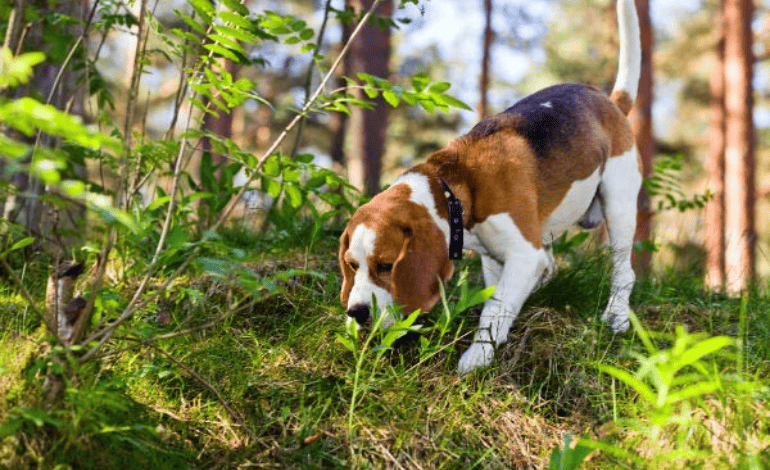 Service Provider of Dog Smelling Power Training in New Delhi, Delhi, India.