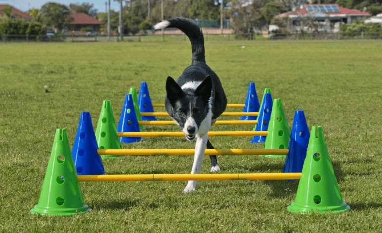 Service Provider of Dog Fitness Training in New Delhi, Delhi, India.